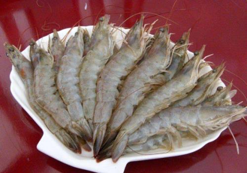 大明虾是海里的吗