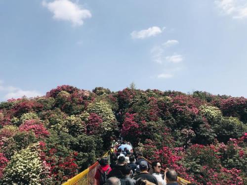 毕节百里杜鹃景区最佳观赏时间