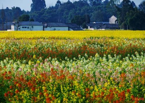 四川怎么那么多地方种油菜花
