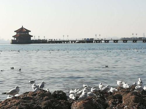 7月份青岛栈桥还有海鸥吗