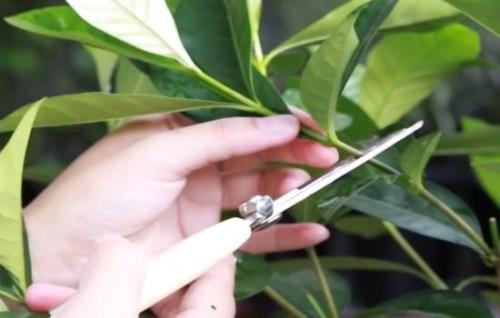 栀子花剪下来怎么开得久