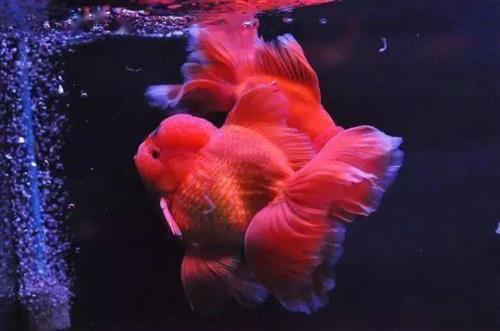 元宝狮和泰狮哪个更好养