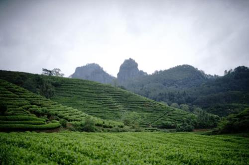 武夷山的最有名茶叶是什么