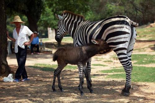斑马和驴子的故事