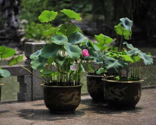 箭叶荷花的种植方法