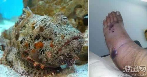 世界排名前十的最毒生物是什么