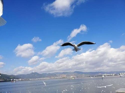 海埂大坝天气冷会有海鸥吗