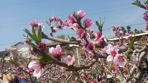 禄丰乌龙潭桃花节什么时候开