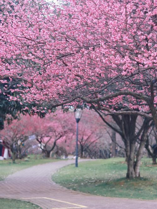 长沙现在看花最好地方