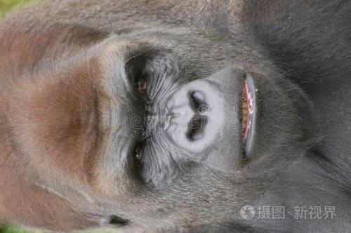 猩猩脸颤音怎么用