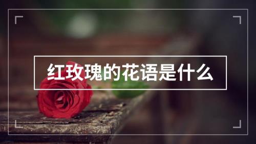 红玫瑰花语的文案