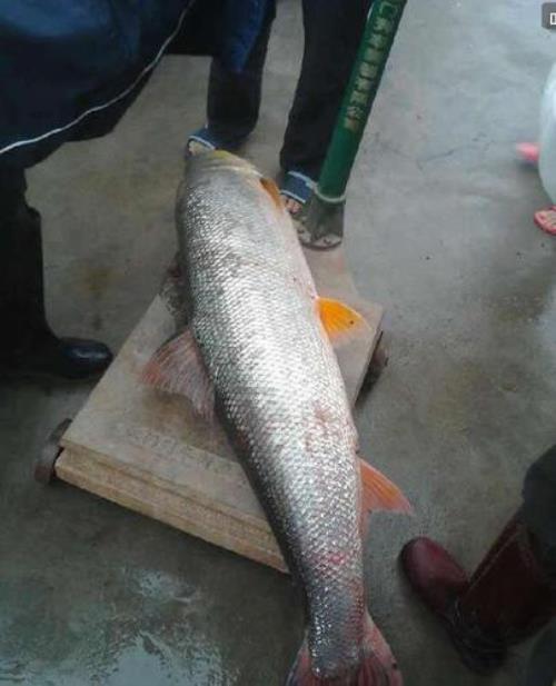 鳡鱼江苏叫什么鱼
