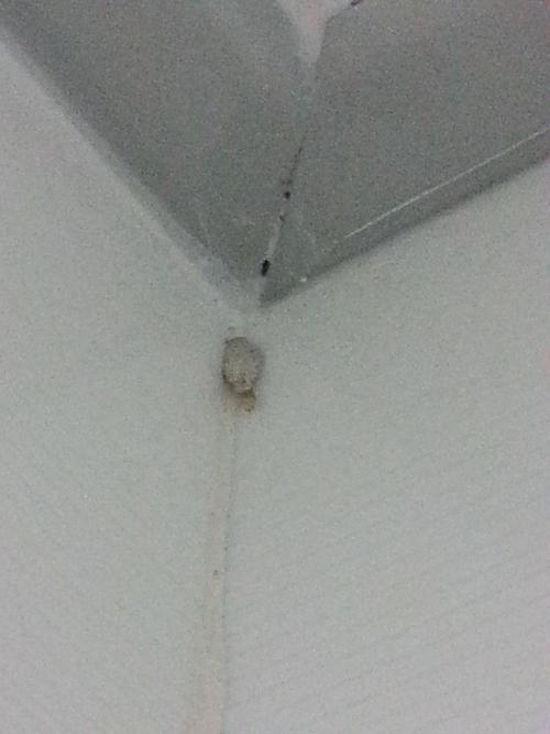 夏天晒衣服有灰色虫子在上面