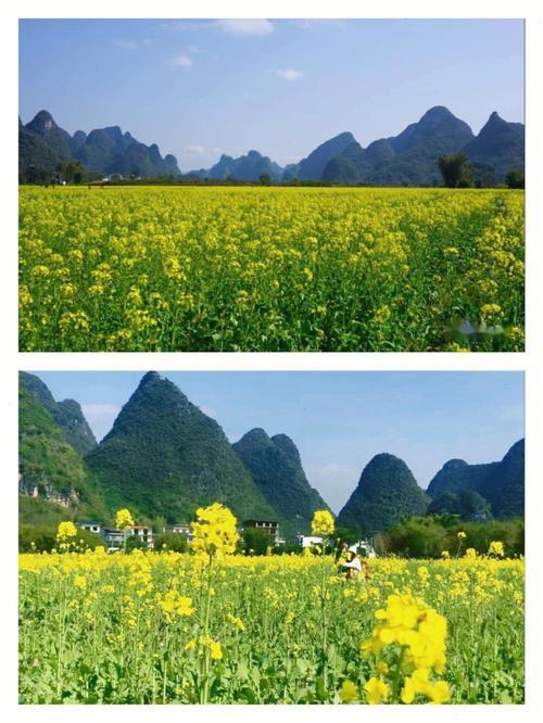 桂林油菜花最佳观赏地路线