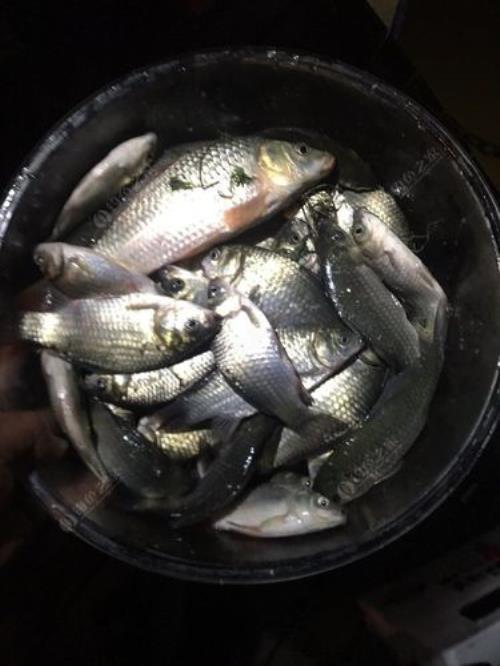 长寿湖夜钓场有几个