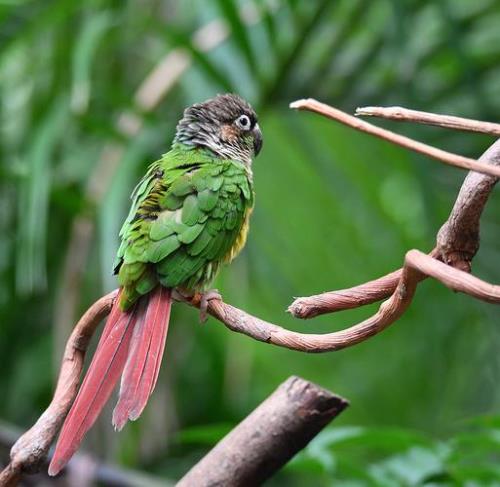 鹦鹉曲野渡新晴深度解析