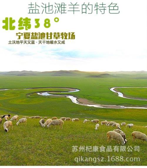 盐池滩羊和绵羊有什么区别