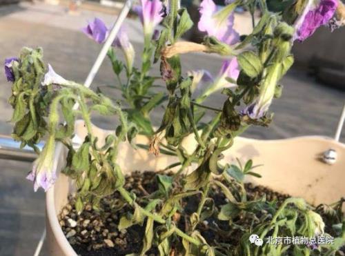 风铃花缺水蔫了还能活吗