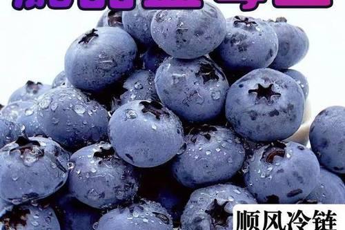 蓝莓是什么季节的水果