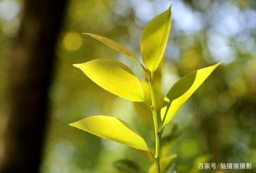 拍树叶用什么镜头