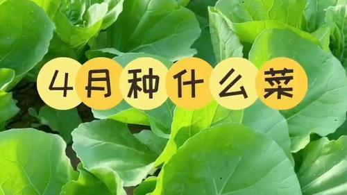 北京四月种什么蔬菜种植时间