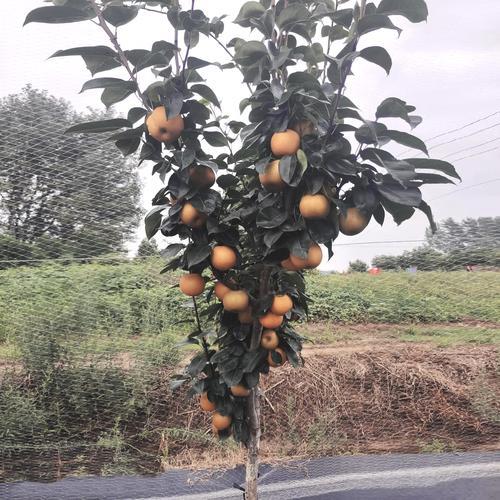 梨树喜欢水和阳光吗