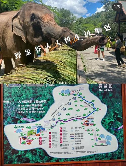 野象谷和原始森林公园哪个好
