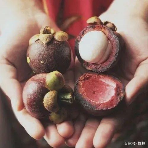 黄金山竹和岭南山竹有什么不同