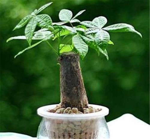 发财树可以用花多多2号吗