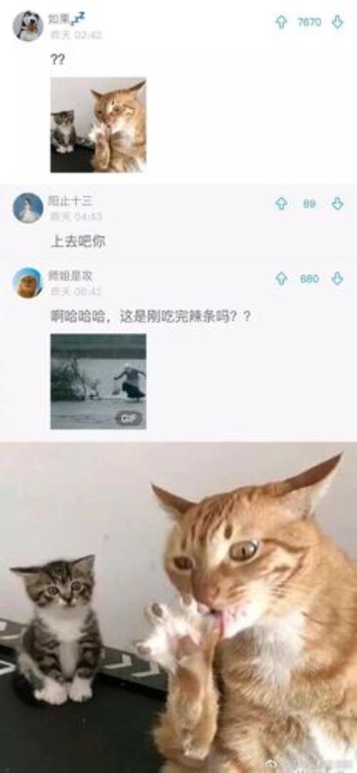 猫为什么不吃辣条