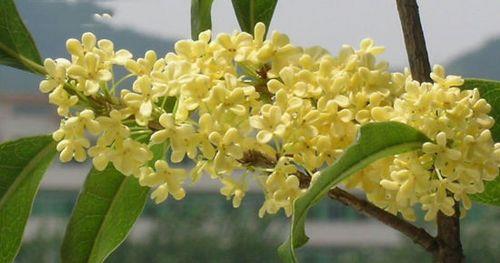 八月香桂花节五六株猜三个数字
