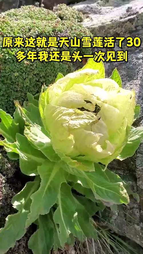 天山雪莲多少年开一次花