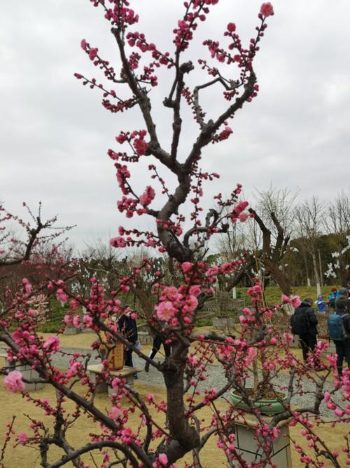 浦东梅园怎么逛