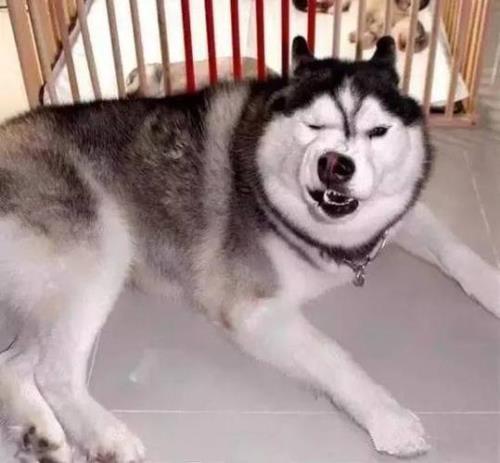 犯二是什么意思