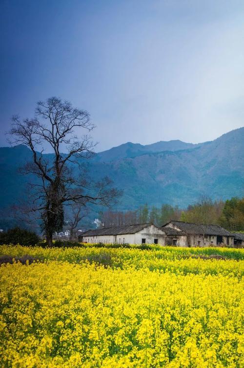 皖南油菜花几月去最好
