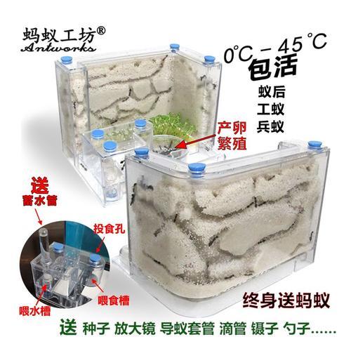 蚂蚁的窝一般会建在什么地方
