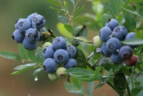 蓝莓成熟的季节是几月份
