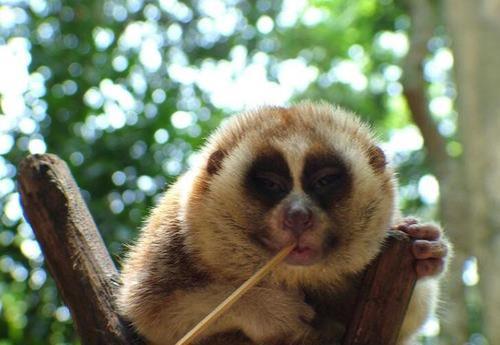 有哪些动物是有毒的