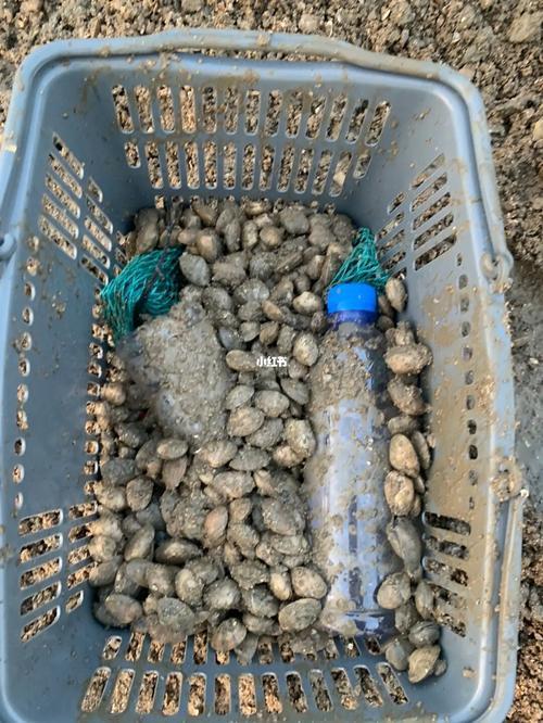 挖花蛤的最佳潮汐时间