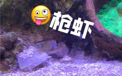虾枪虾仓是什么