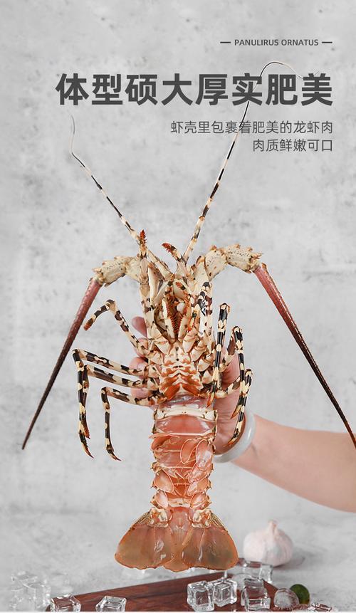 冷冻波龙为什么那么便宜
