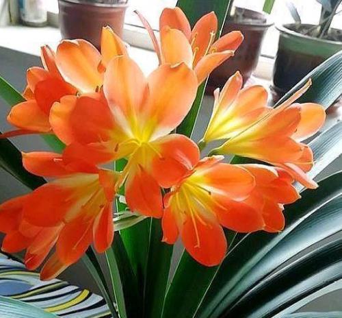 正月是什么花