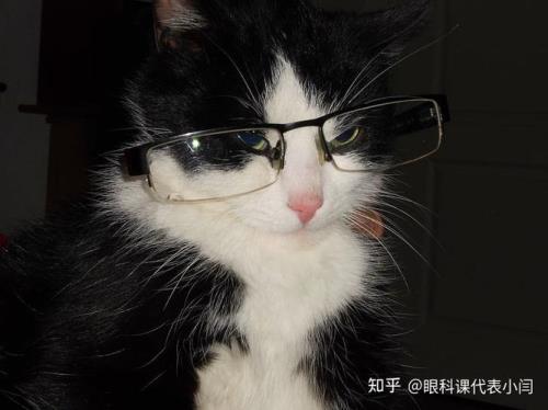 猫近视多少度