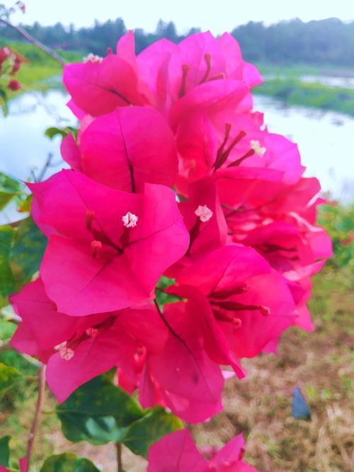 海南观花最佳地方