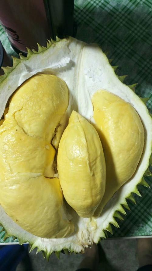 猫山王和金枕头哪个贵