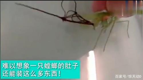 180度能杀死铁线虫嘛