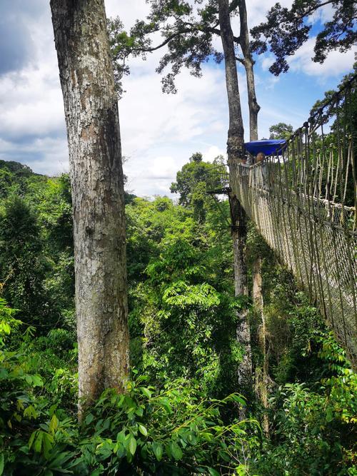 望天树景区可以不坐船吗