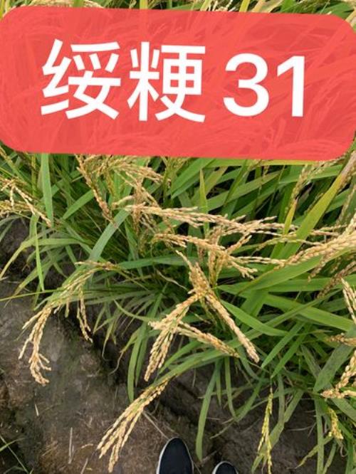 三江5号水稻种子介绍