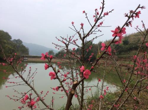 什么是真桃花
