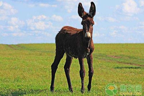 驴的由来